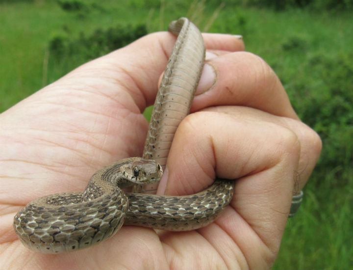 DeKay's Brown Snake
